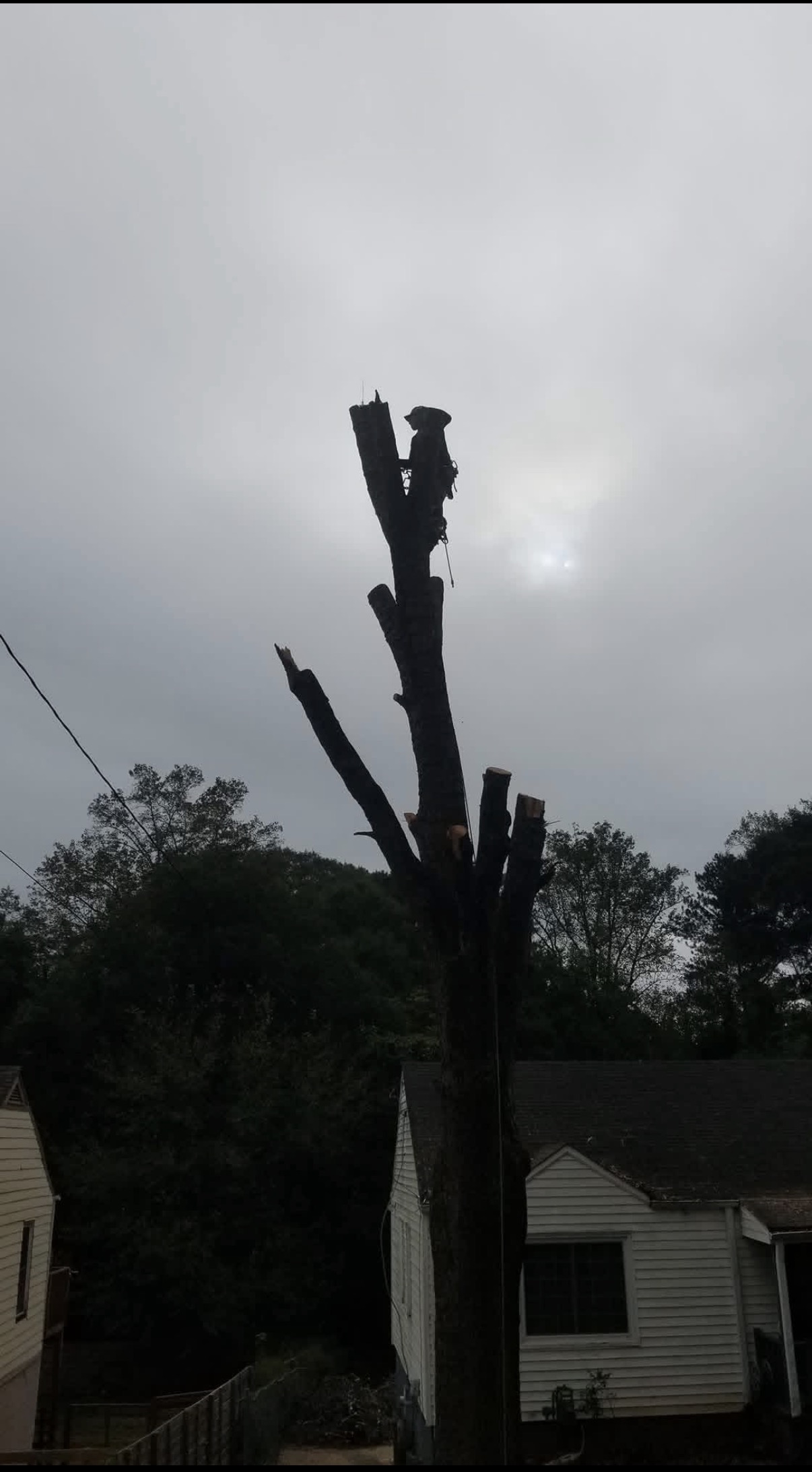 Large dead tree trunk cut down to a multi-stem stub during a Shackleford tree removal job