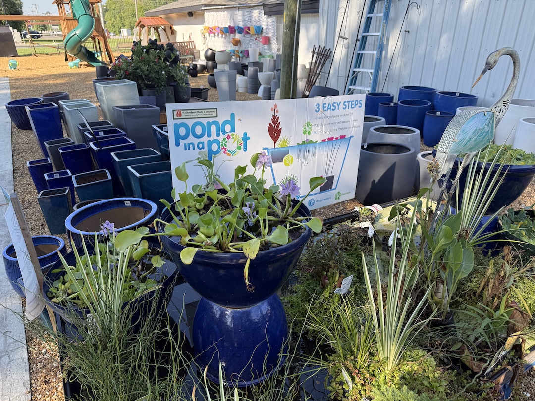 Pond in a pot display with blue glazed aquatic planters at Hughes Farmers Market