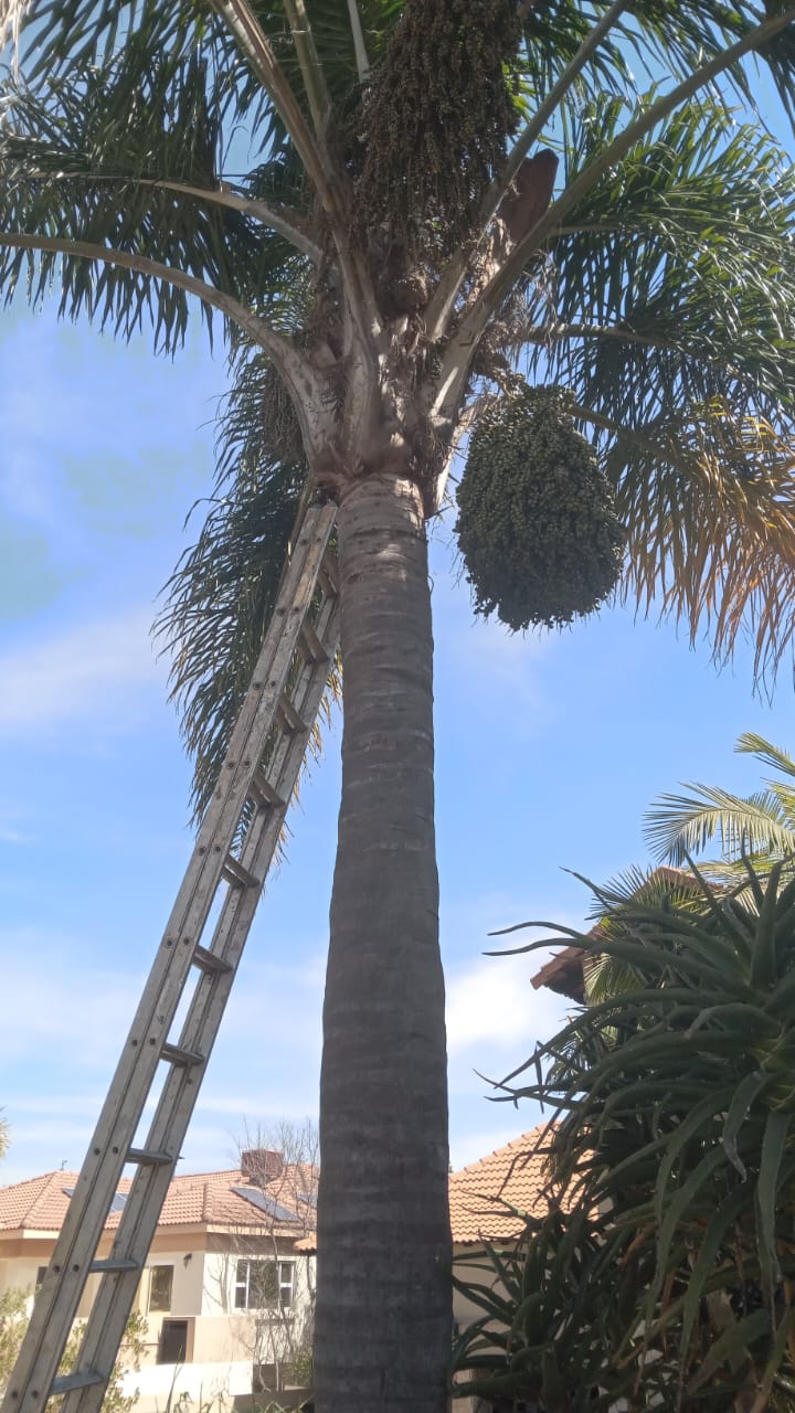 Palm tree trimming and maintenance in Northcliff