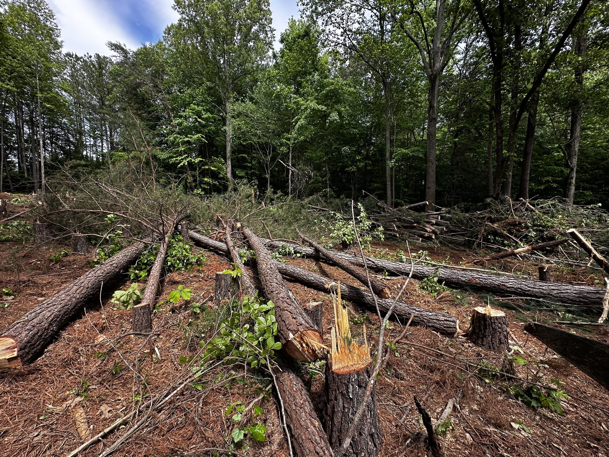 Freshly cut stump with exposed root ball during a residential land clearing project