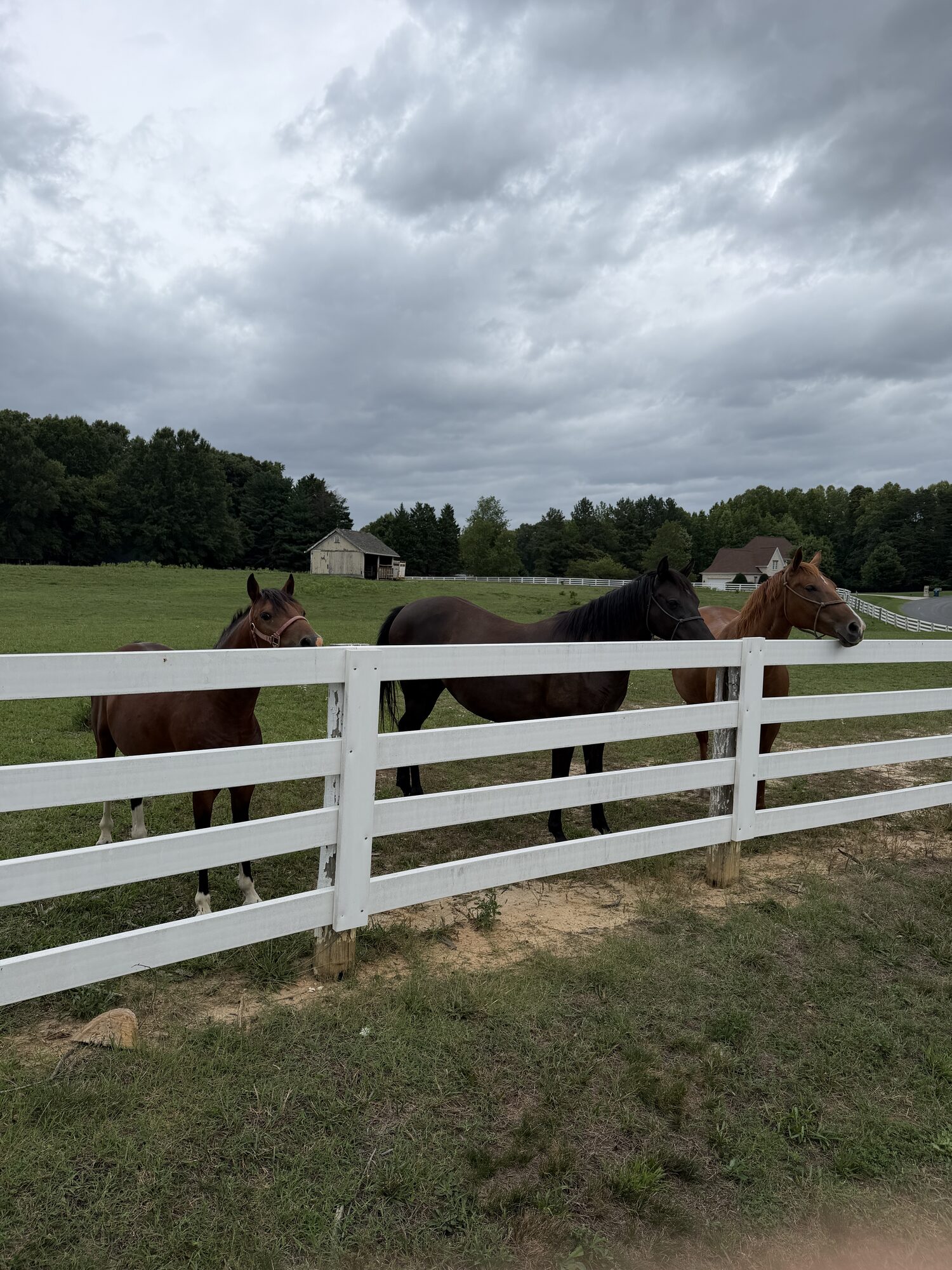 Horses behind white vinyl fencing in a pasture on a Piedmont Triad farm