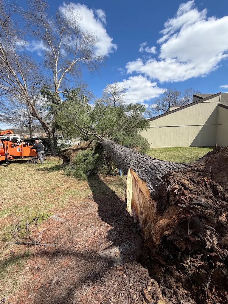 Storm cleanup with fallen trees across a wooded property