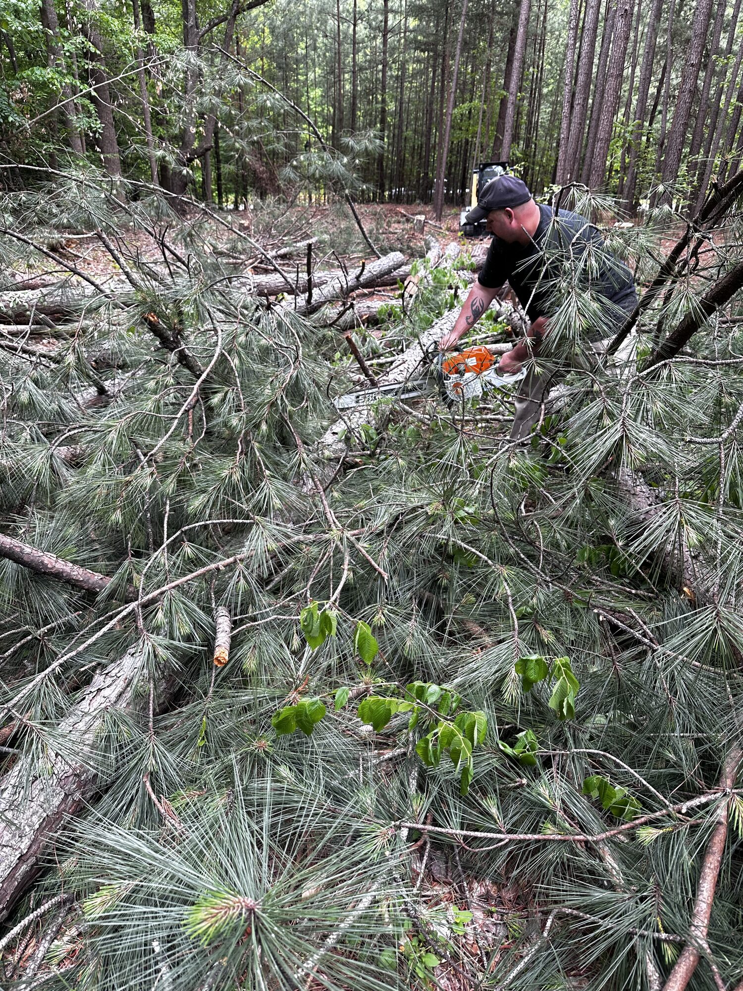 Triad Land WorX crew member clearing fallen pine trees with a chainsaw