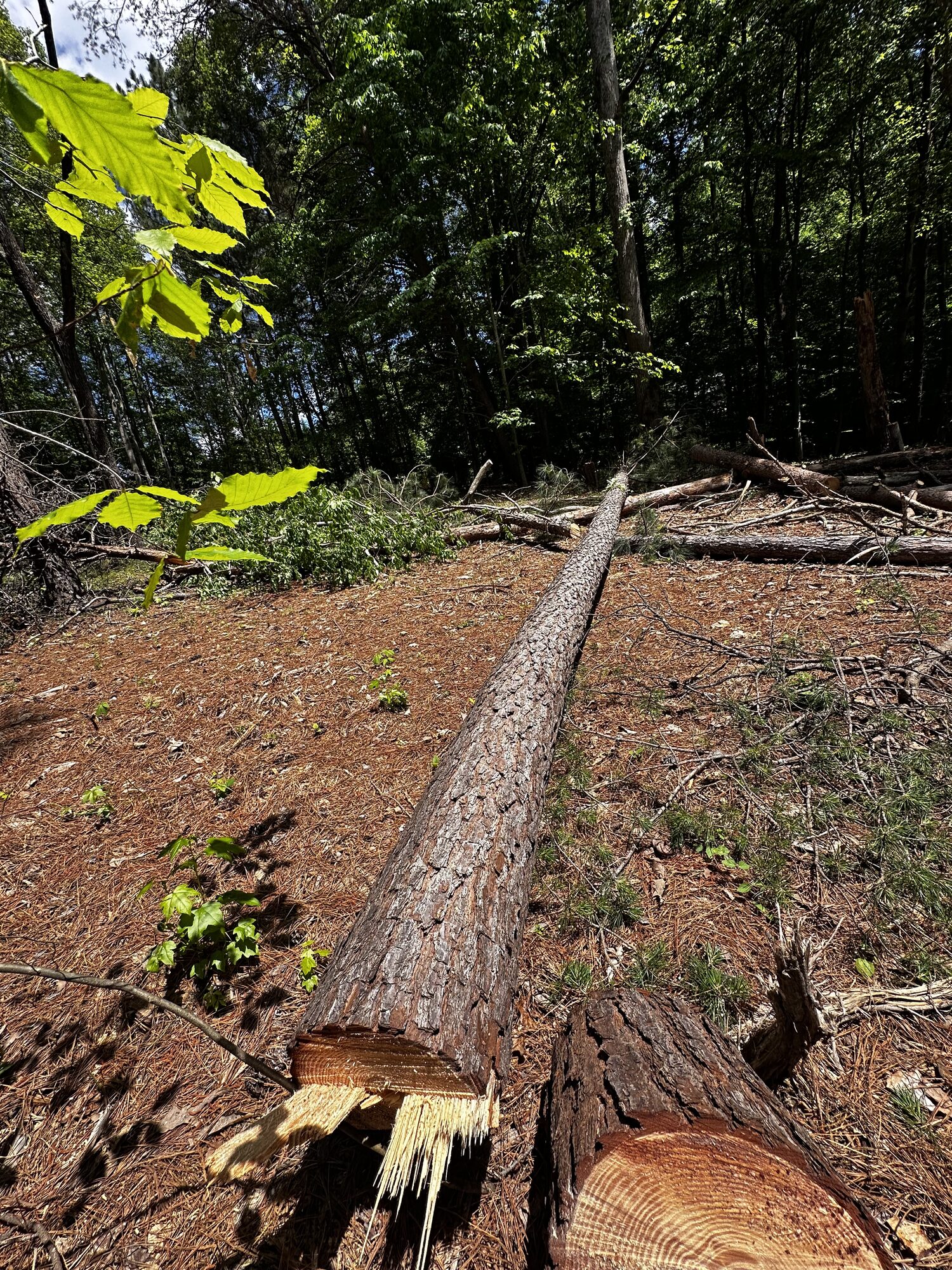 Crew member cutting away a large stump and root ball during land clearing