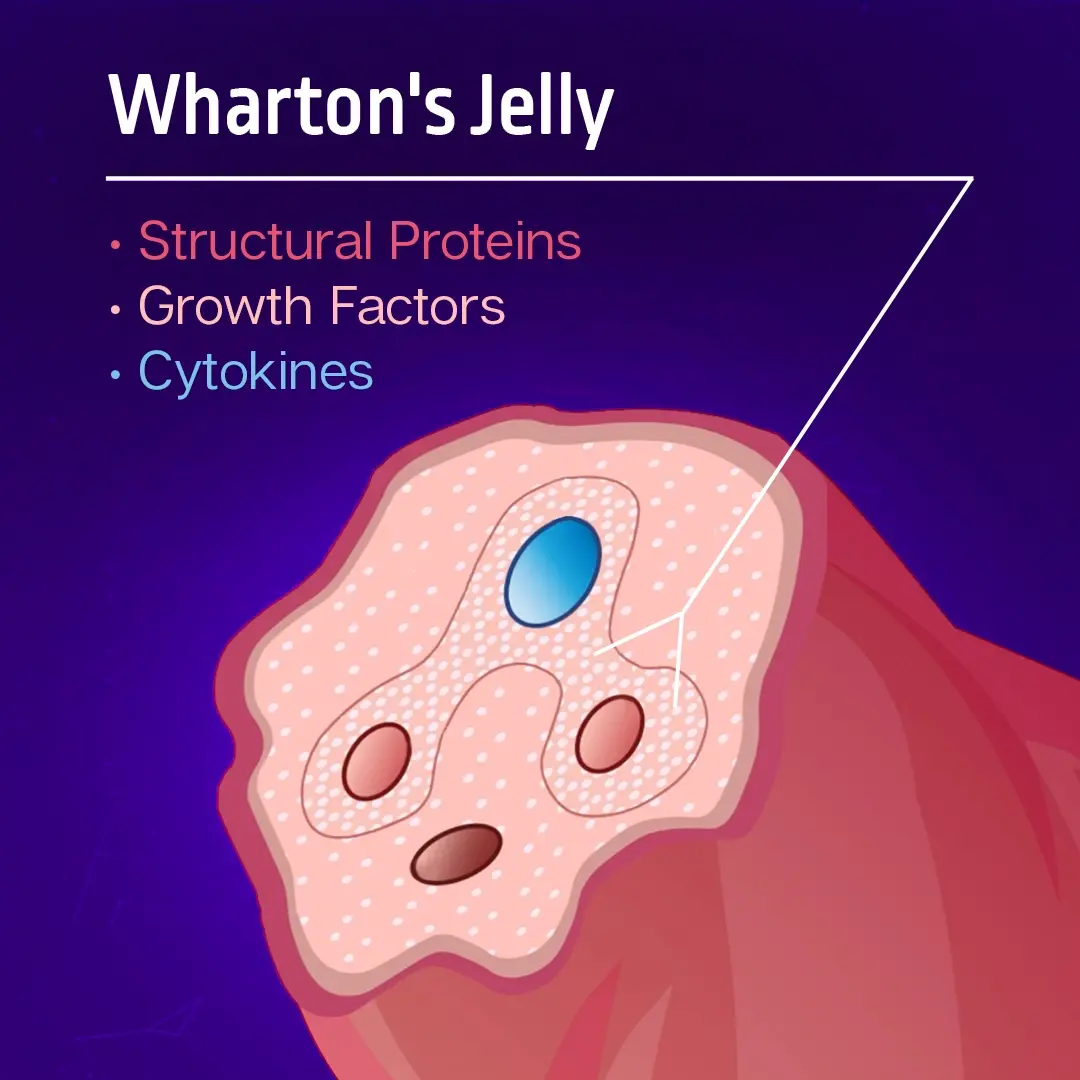 Wharton's Jelly Anatomy diagram from Regenative Labs