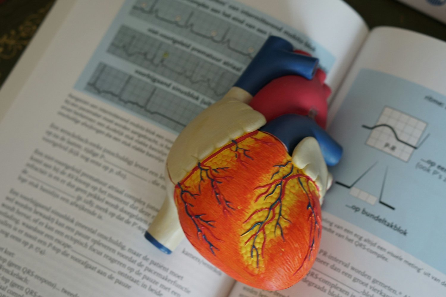 Chiropractic Adjustments for a Healthier Heart: What the Research Shows - Chiropractic article from Lake Nona Chiropractic