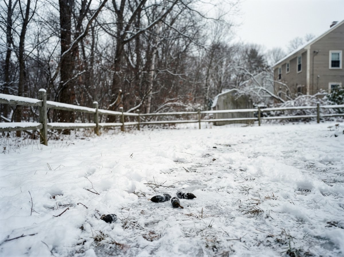 A snow-covered New England backyard in winter with frozen dog waste visible on top of the snow