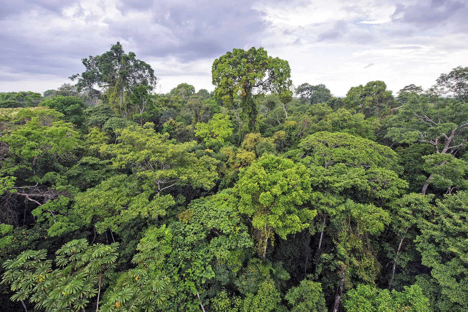 Rainforest Alliance