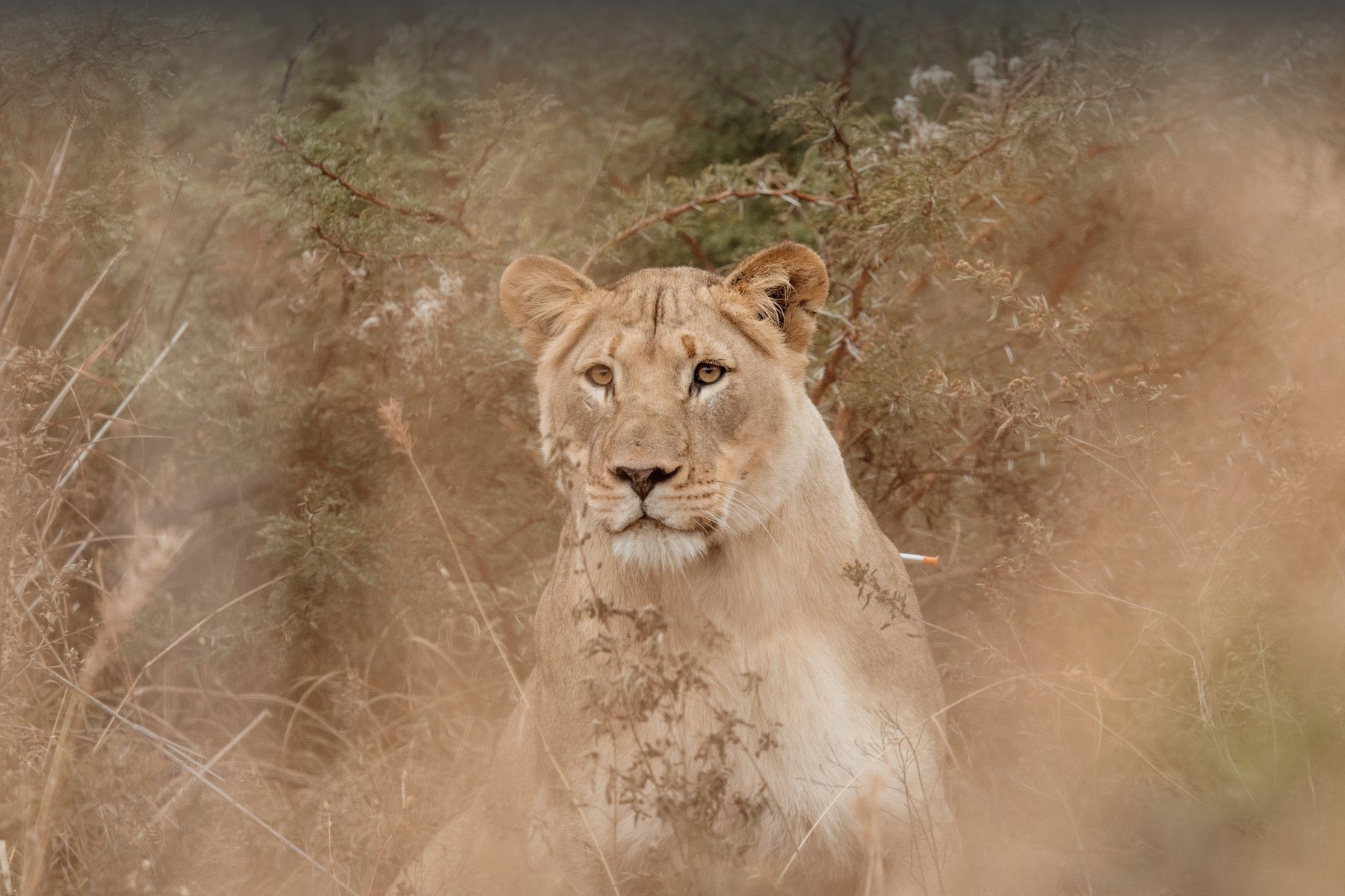 WildeMalawi