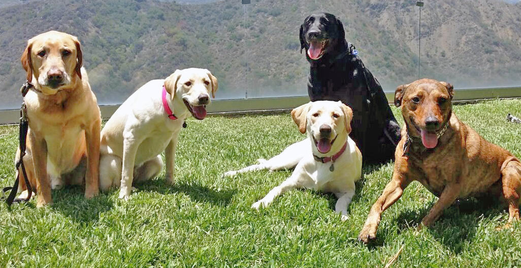 Private In-Home Dog Training