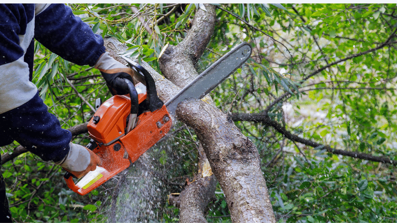 Tree removal service in Arvada CO — professional crew safely cutting down a tree with chainsaw