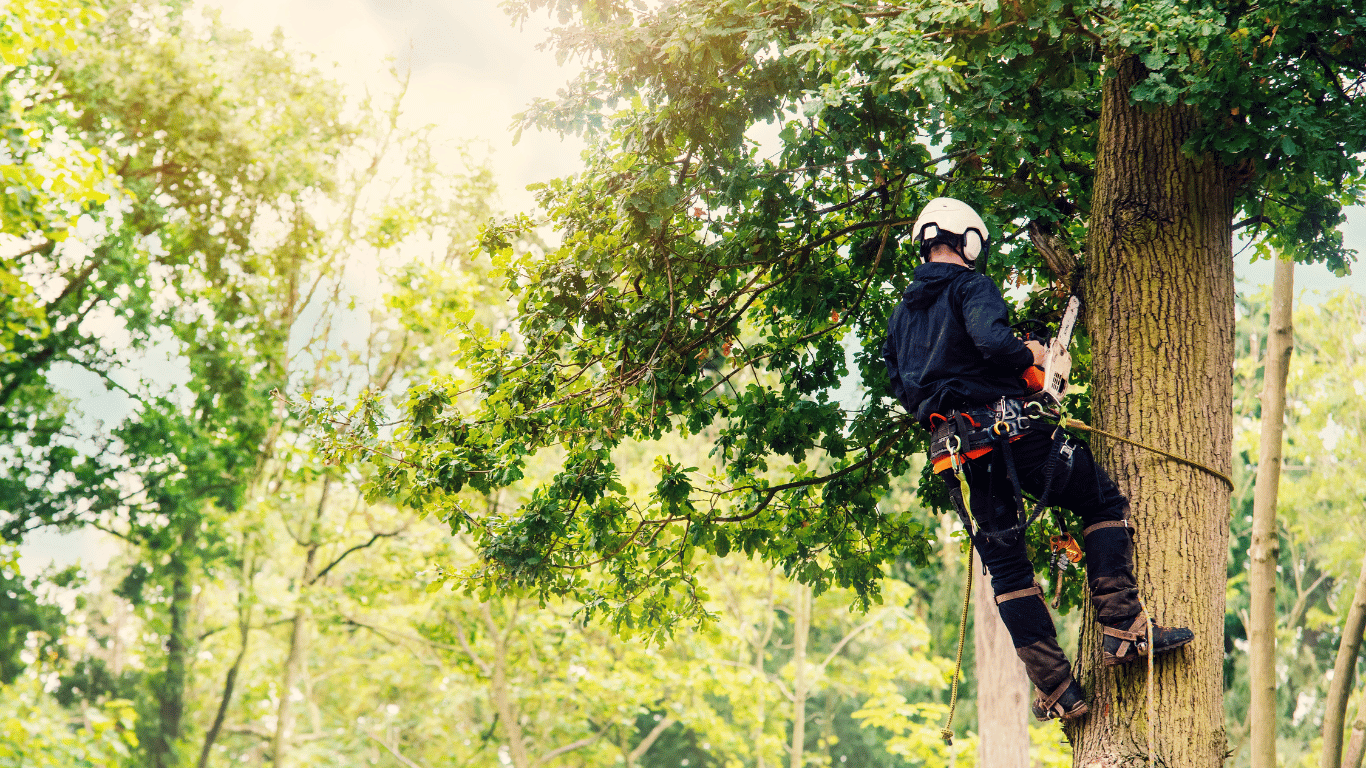 Tree trimming in Arvada Colorado — certified arborist climbing a tree with safety harness and ropes for pruning