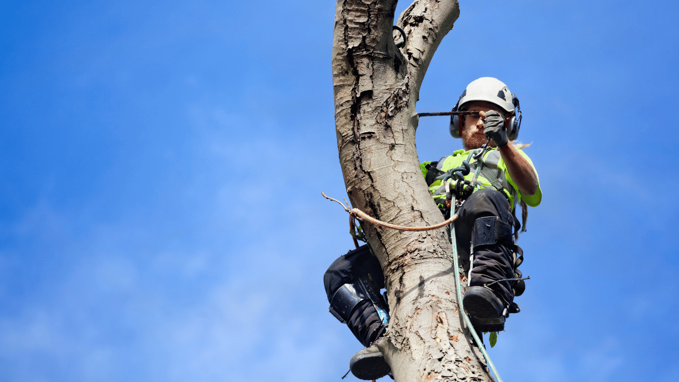 Stump removal in Arvada Colorado — tree care specialist extracting a stump with roots for yard clearing