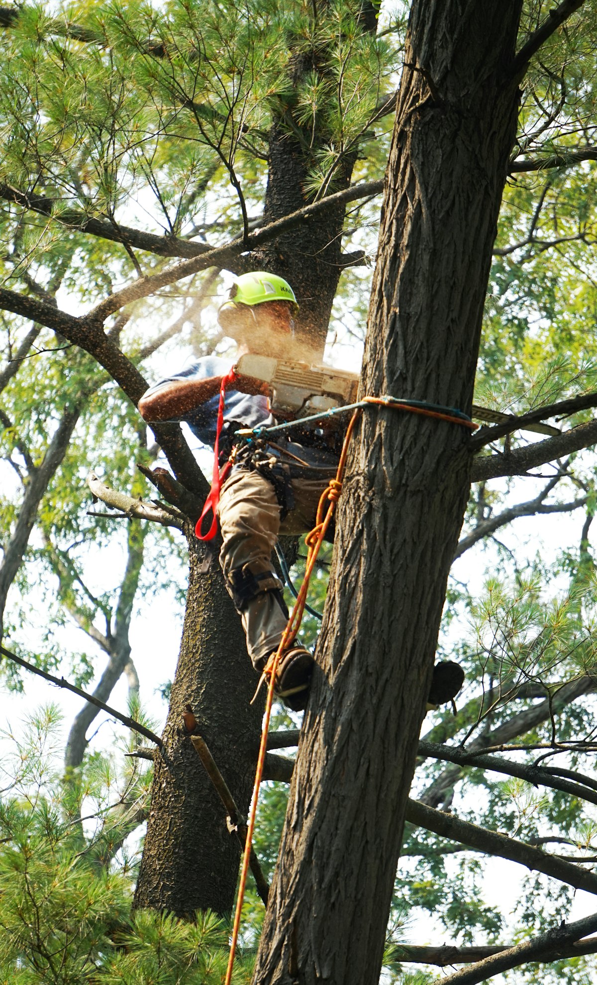 Tree Service demonstration hero