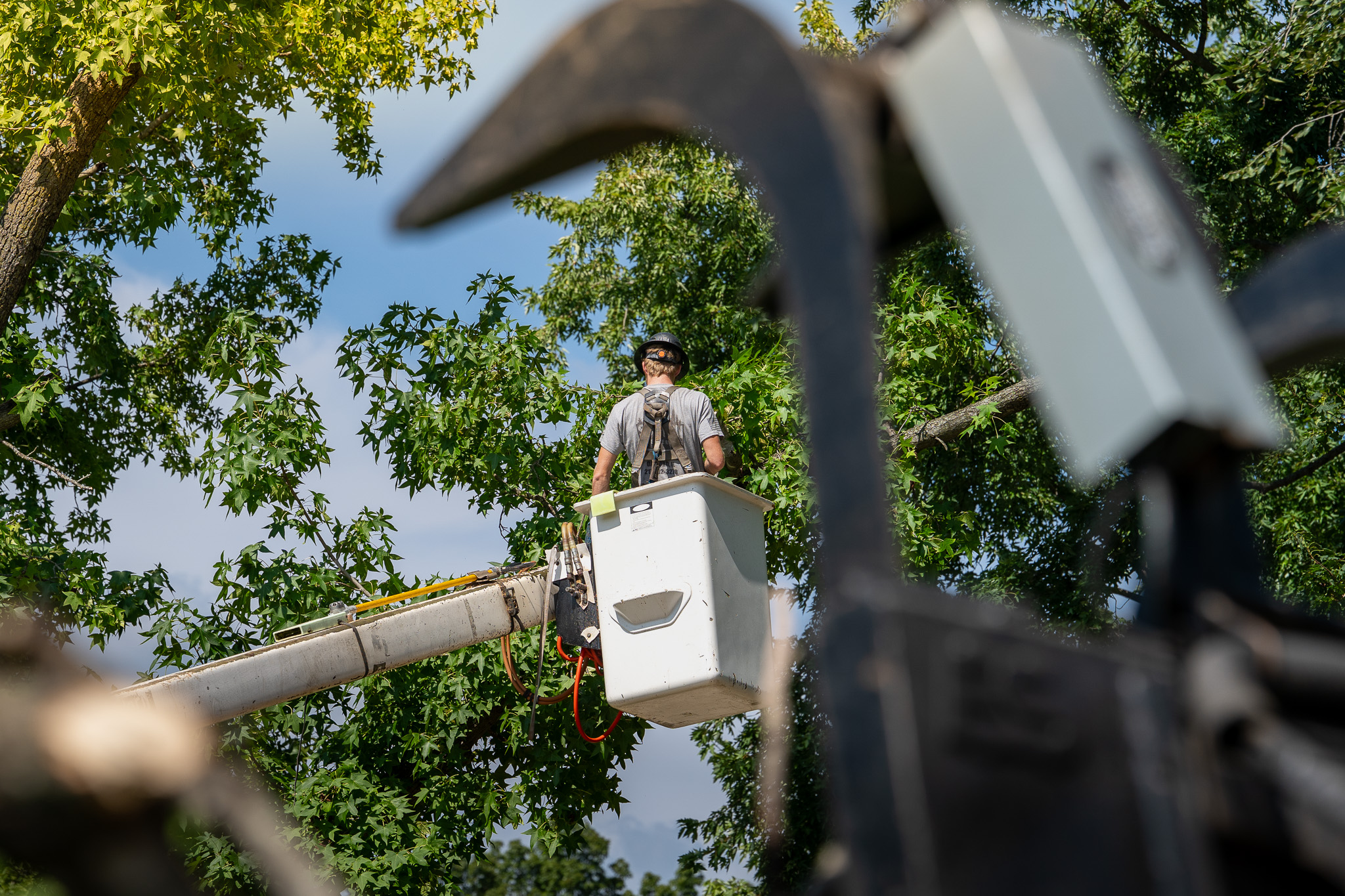 Arborist in bucket truck working high in oak tree canopy in Logan County Illinois