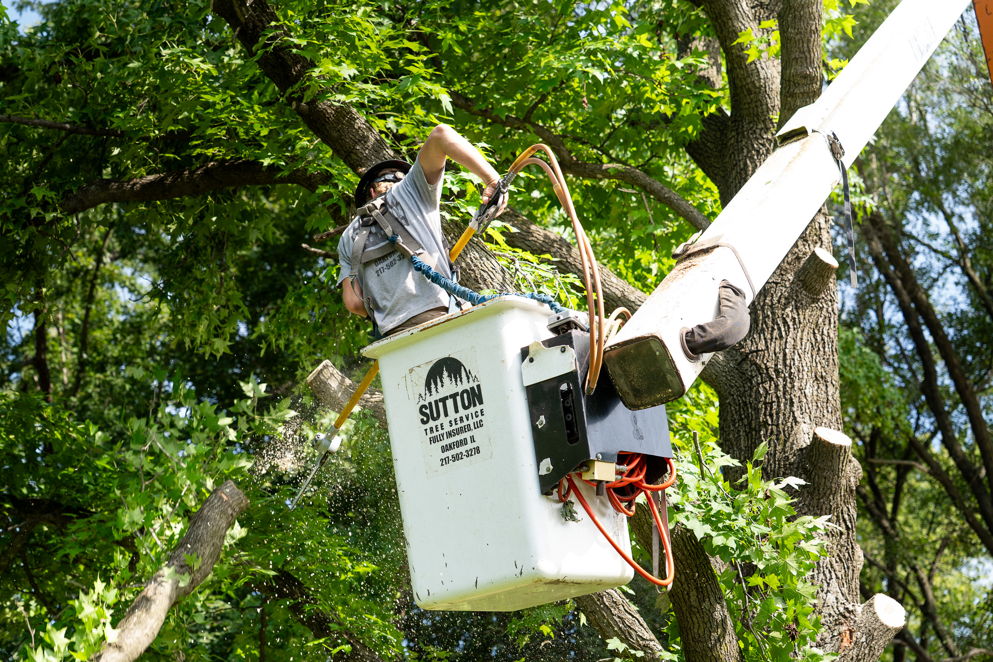 Bucket truck removing dead ash tree in Beardstown Illinois