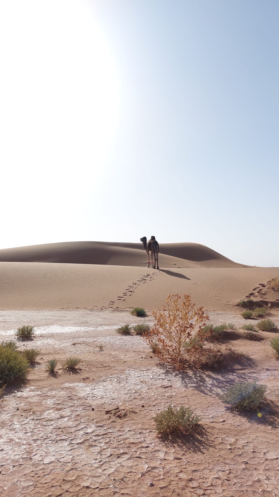 Camel standing on the golden Sahara ridge