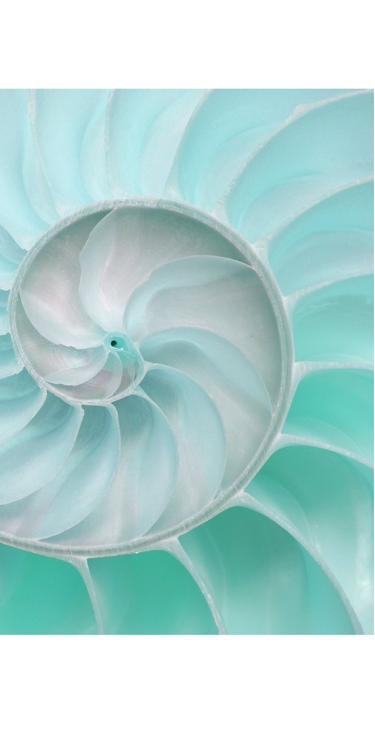 Teal nautilus shell spiral