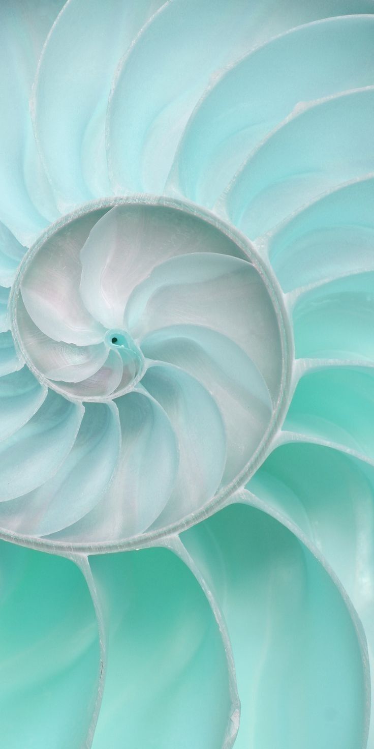 Sacred spiral — the architecture of creation