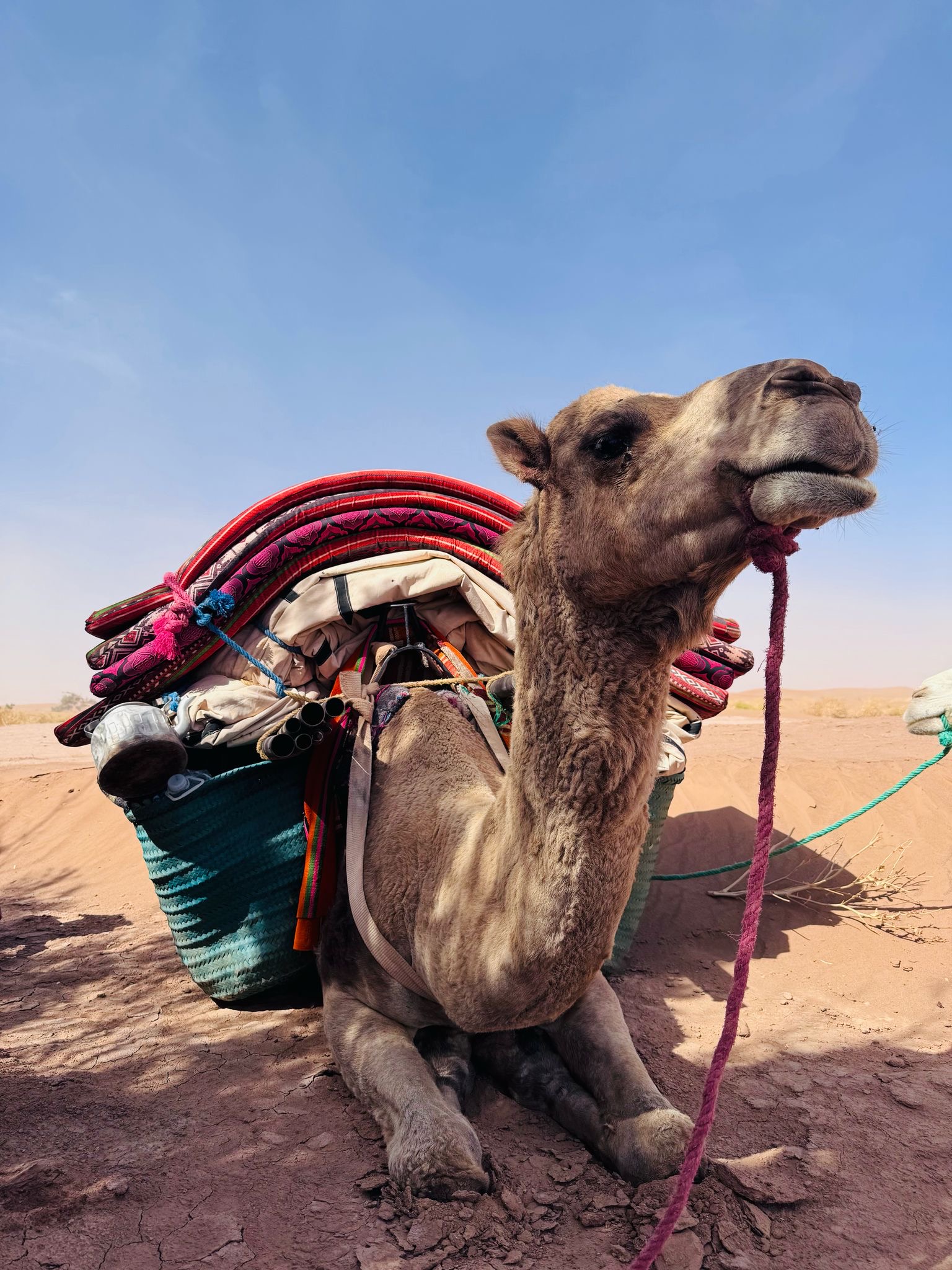 Camel packed with gear resting peacefully in the Sahara