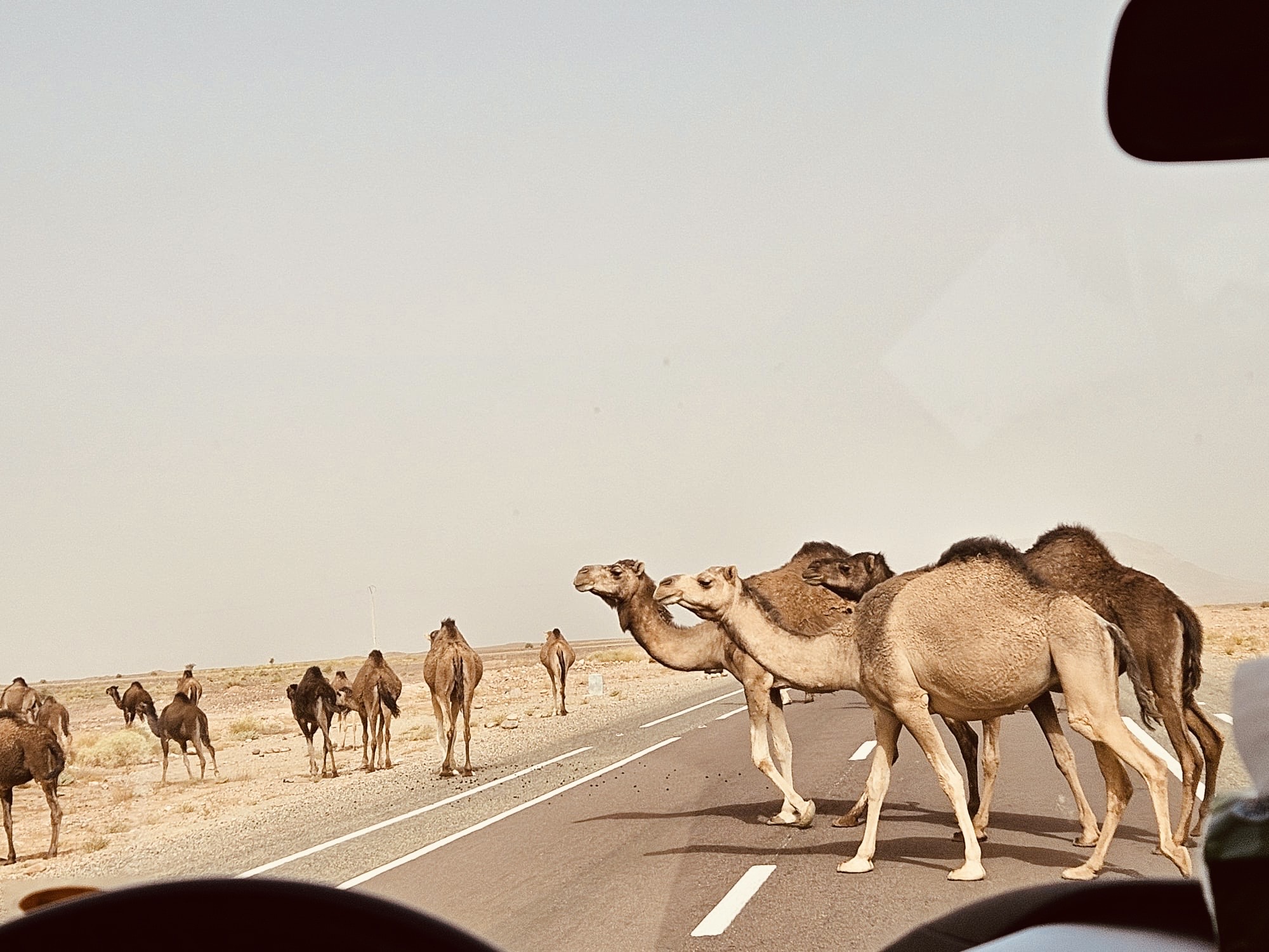 Camels crossing the desert road in Morocco