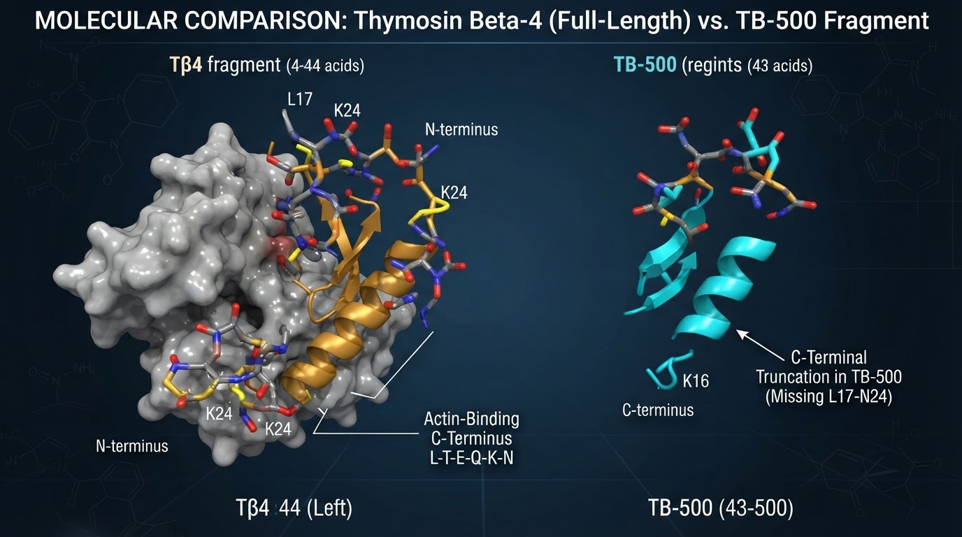 TB-500 and Thymosin Beta-4: Why the Fragment Isn't the Molecule