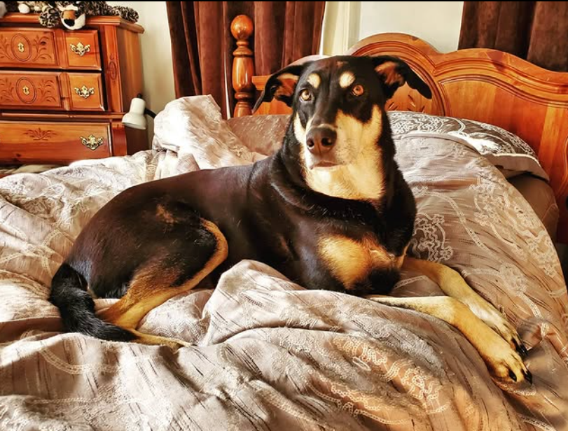 Raven resting calmly on a bed