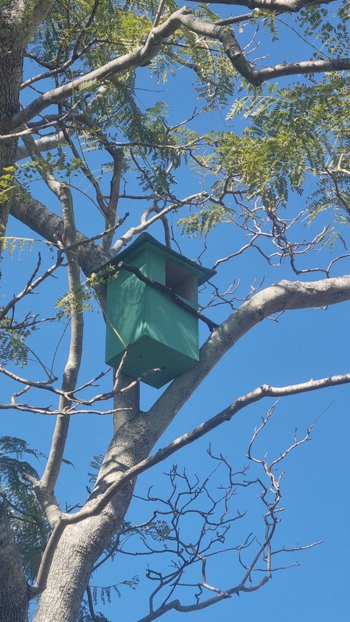 Possum box installed by The Possum Man in a mature tree.