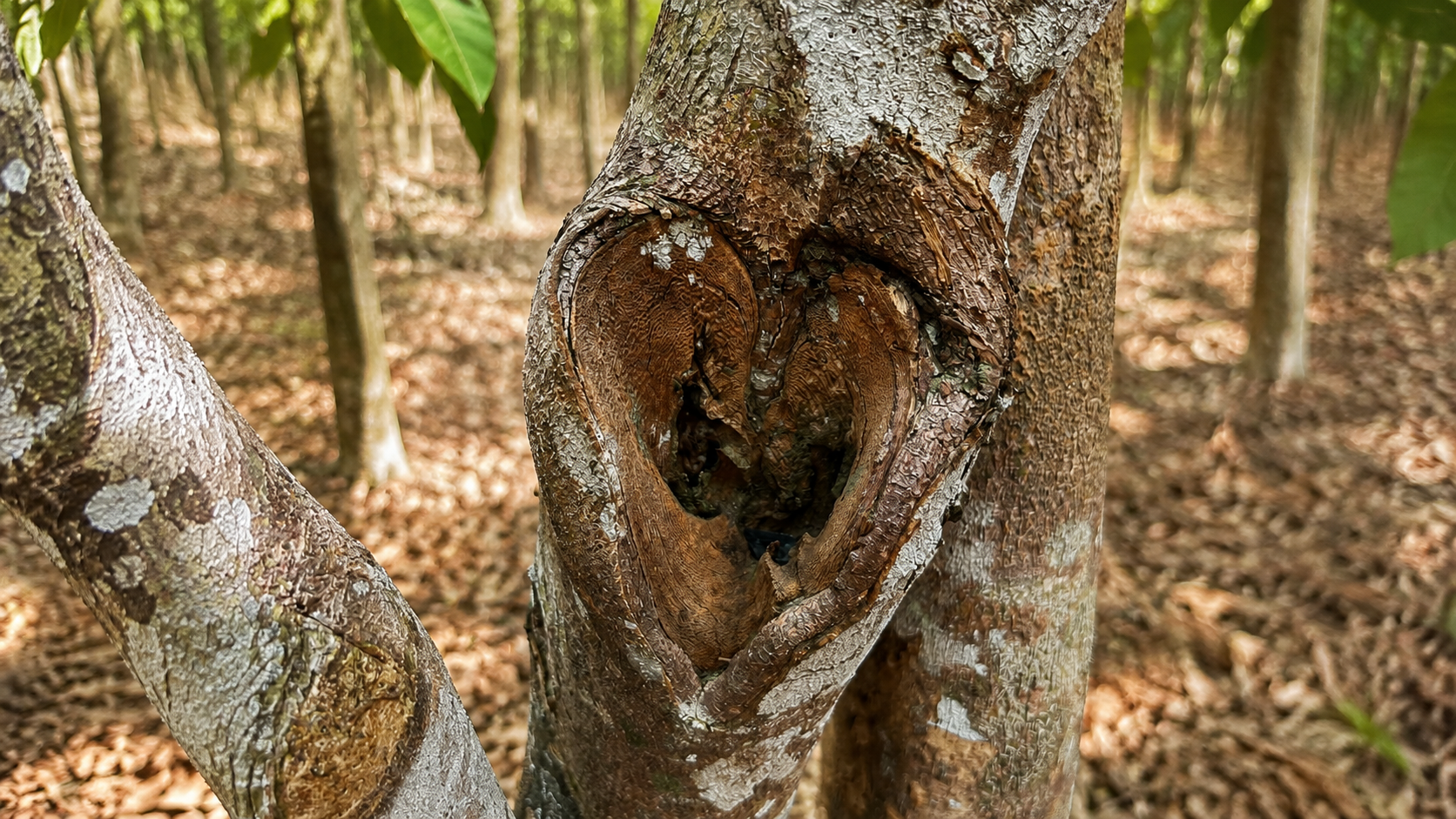 Natural heart-shaped agarwood formation in Aquilaria tree