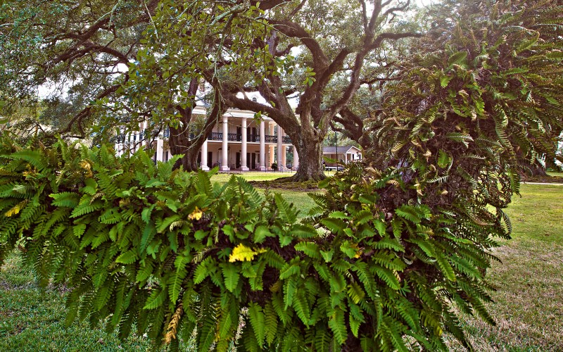 Fern-covered oak tree branch framing an antebellum plantation mansion
