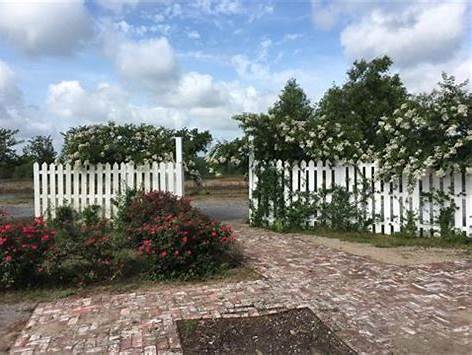 Brick walkway and garden gate framed by blooming white climbing roses and picket fence