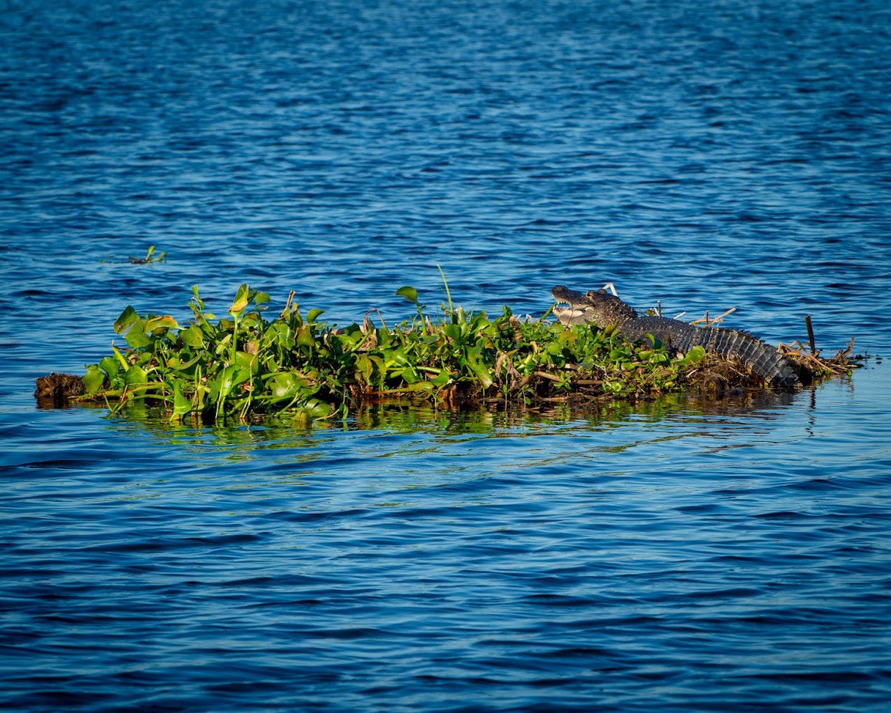 Louisiana alligator resting on a grassy island in blue bayou water