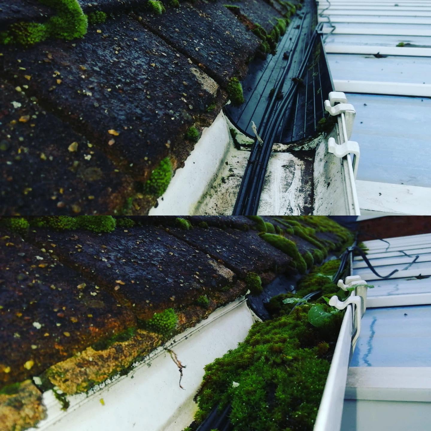 Close up before and after of a mossy gutter fully cleared and free-flowing