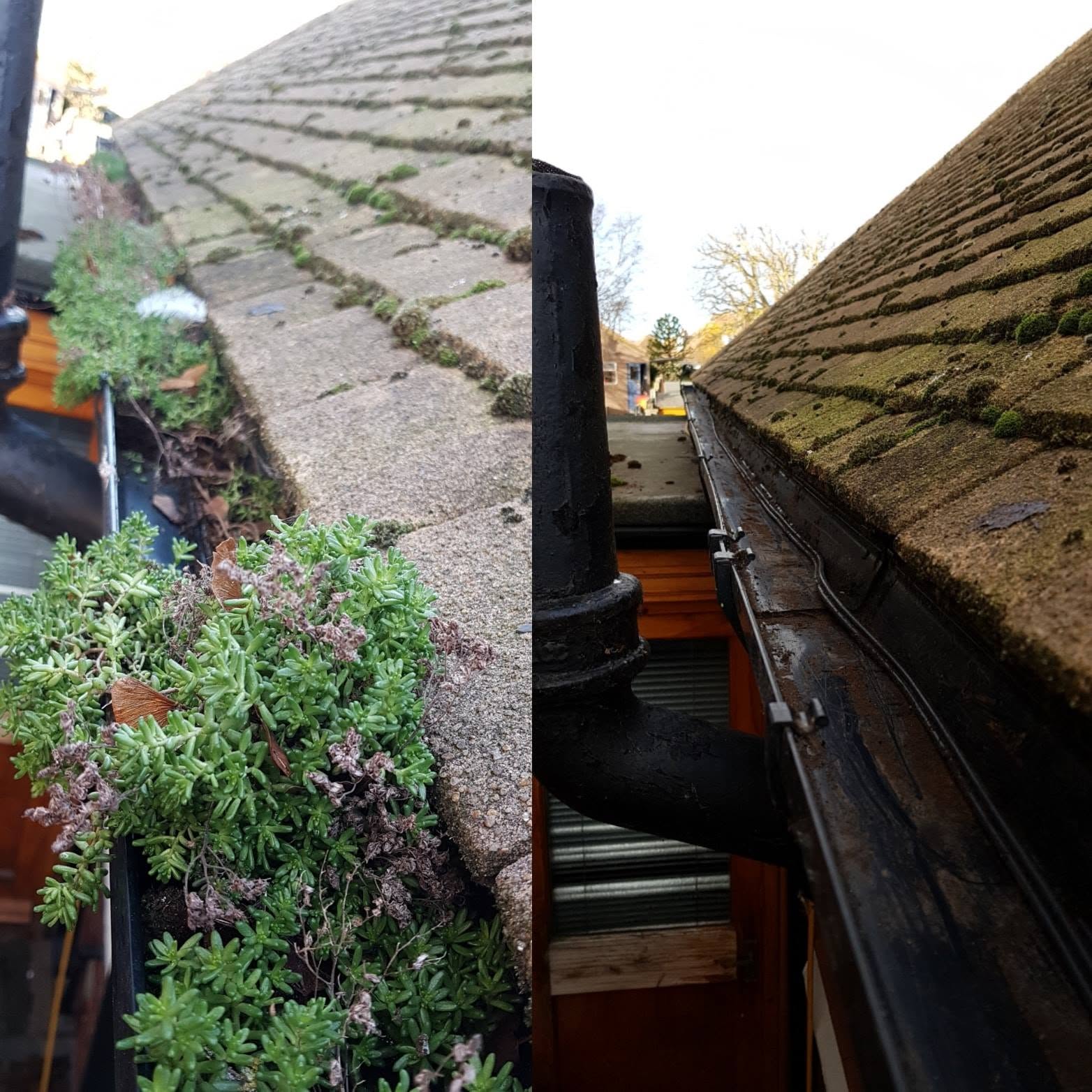 Before and after gutter vacuuming showing moss and plant growth removed from roof gutter