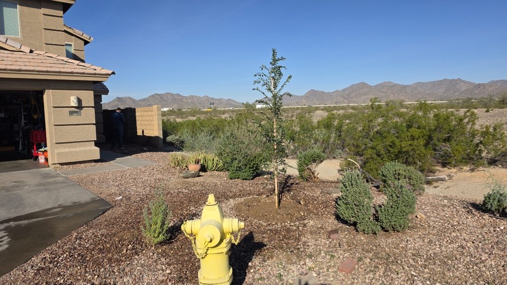 Newly planted desert tree in a gravel yard with mountain views
