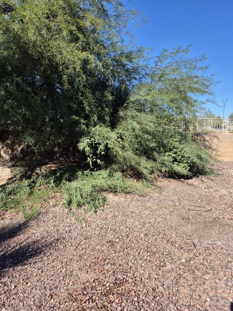 Large mature desert tree over a clean gravel landscape area