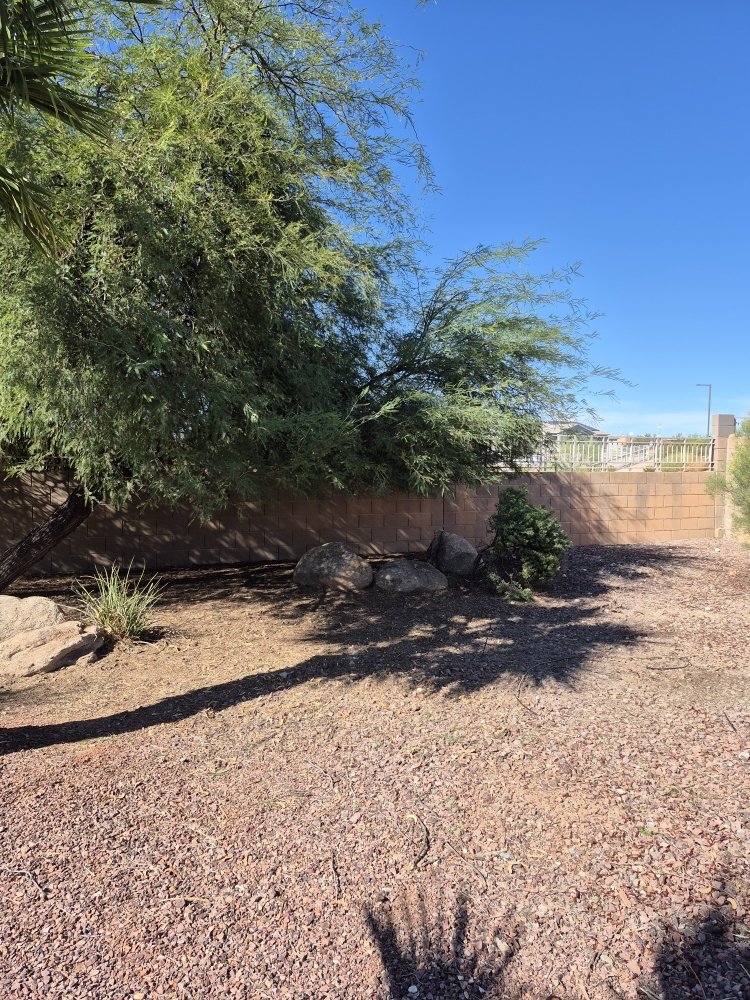 Large mature desert tree shading a block wall with decorative boulders and clean gravel