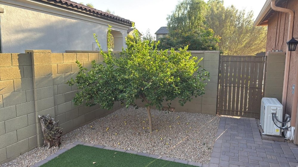 Citrus tree planted in a clean gravel bed alongside artificial turf and a block privacy wall