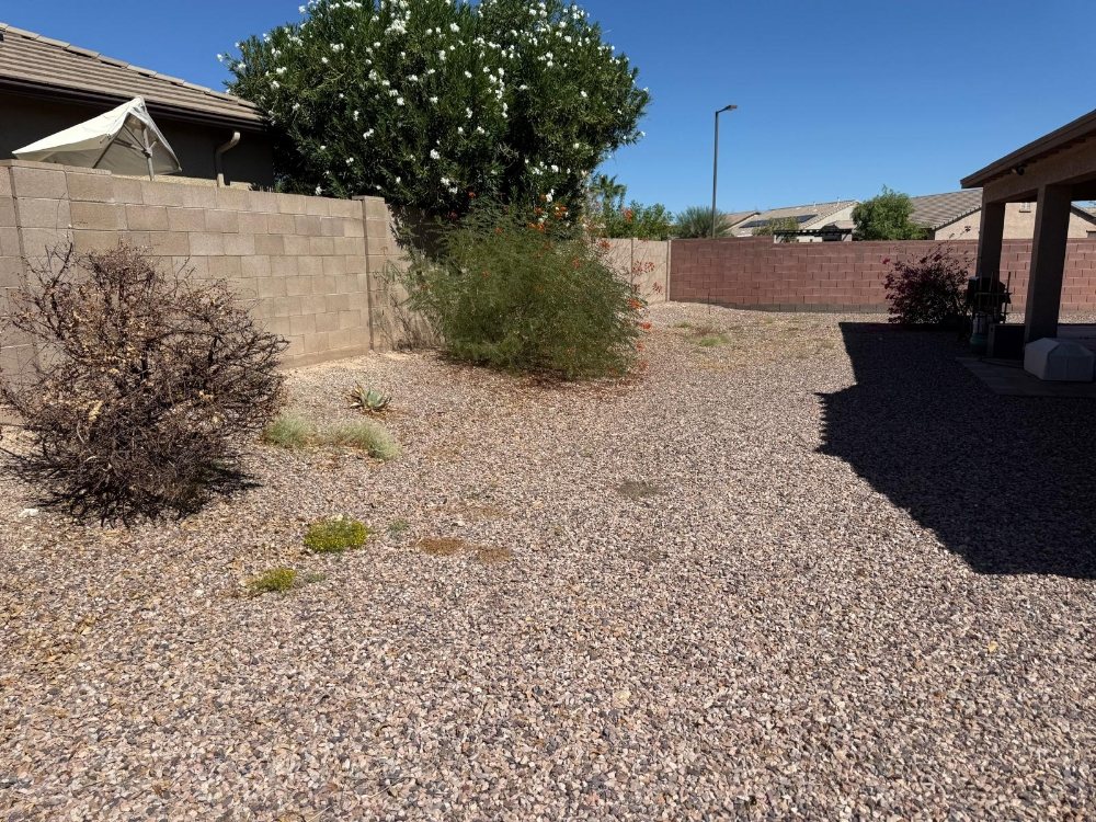 Desert landscaping with large oleander bushes and clean gravel