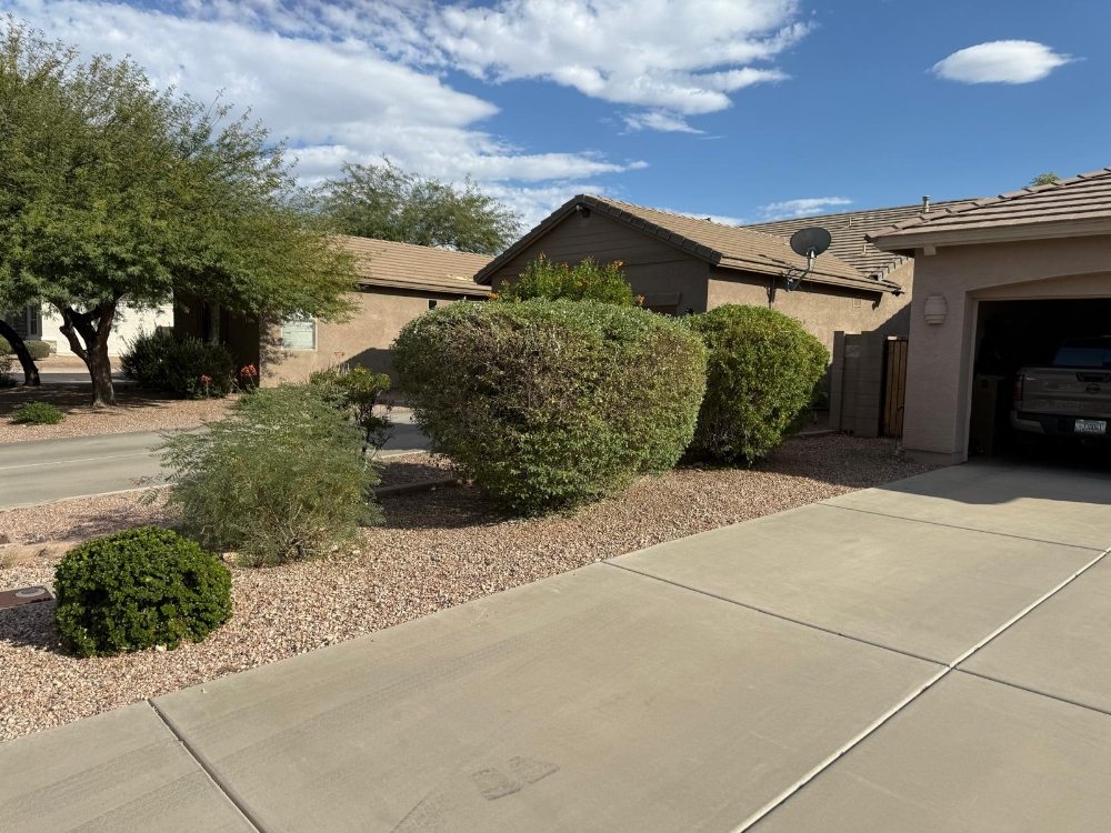 Mature desert shrubs and bushes in front yard landscaping