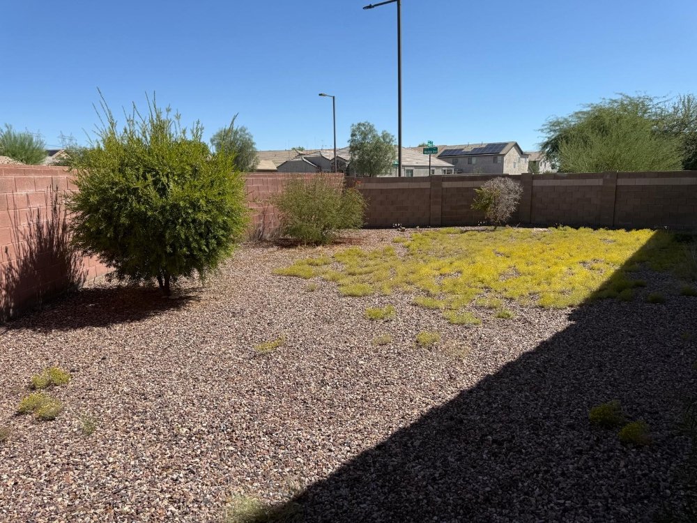 Backyard desert landscaping with a large green shrub and yellow ground cover over gravel