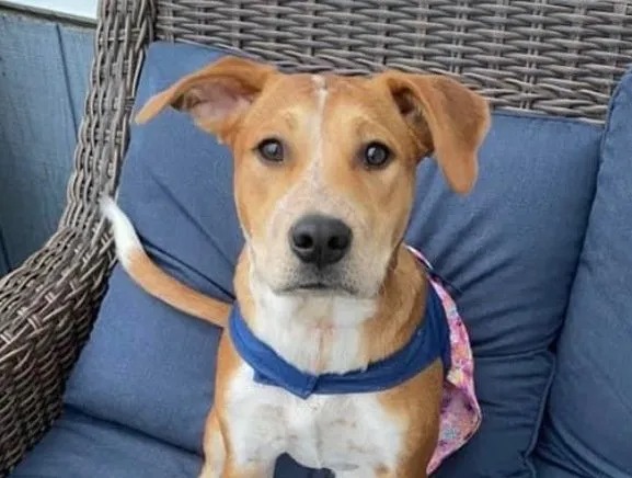 Minnie - The Dingo Princess at Web Wisconsin