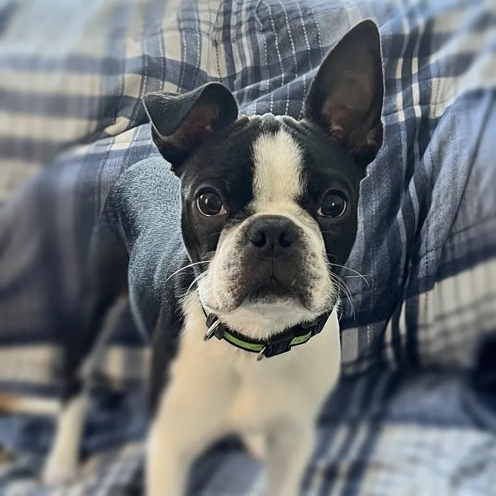 Loki - Dog of Mischief at Web Wisconsin