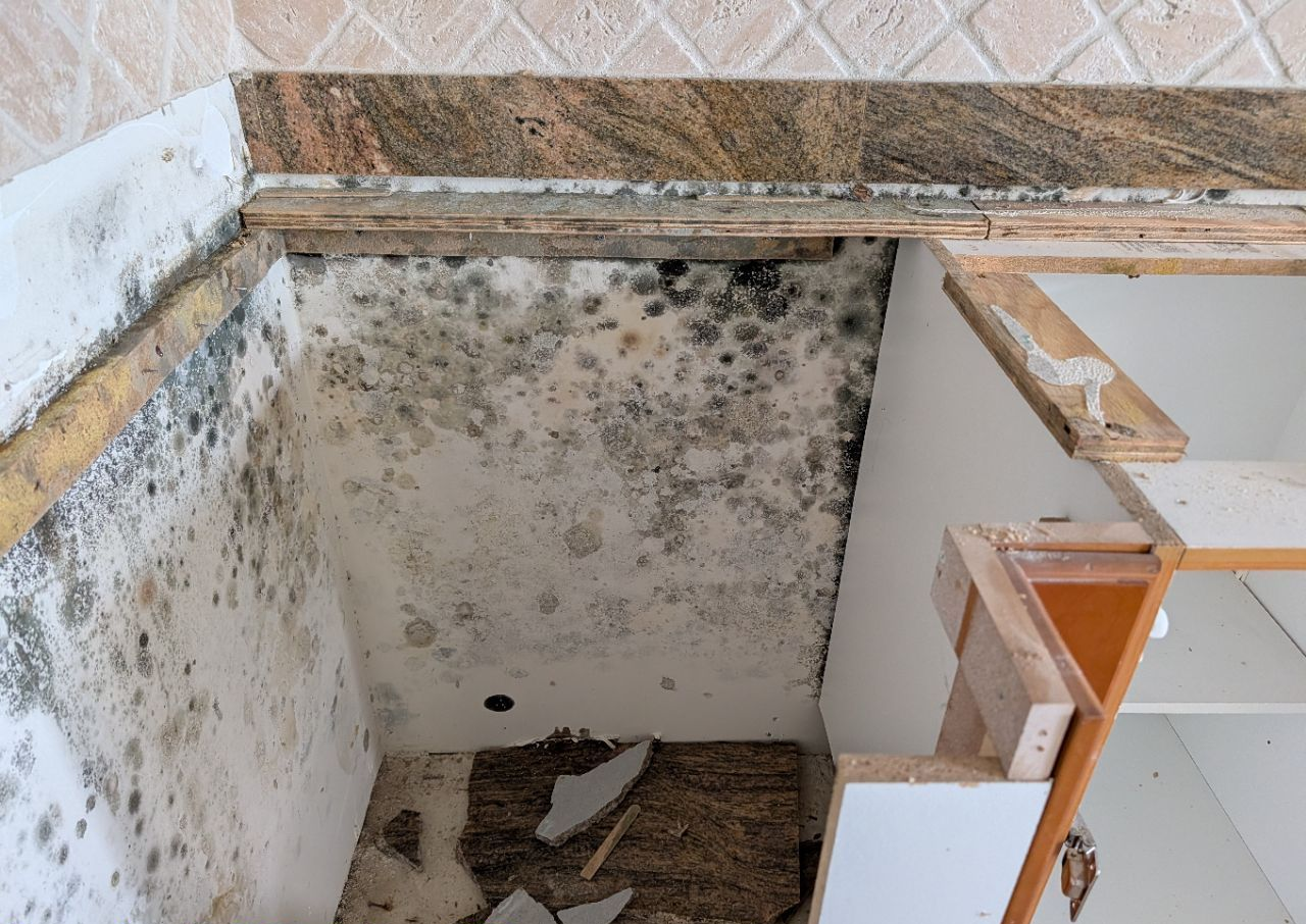 Heavy visible mold growth inside opened kitchen cabinet and wall area prior to remediation