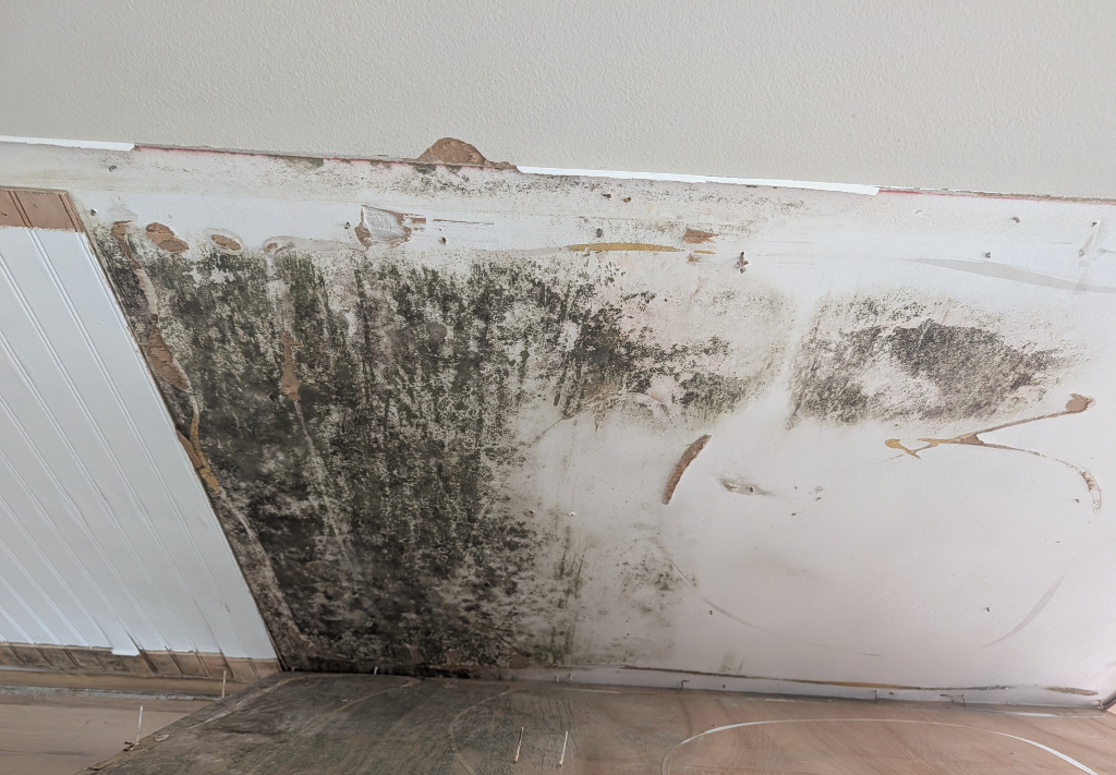 Extensive visible mold growth on exposed lower wall after decorative wall covering removed in Stuart project