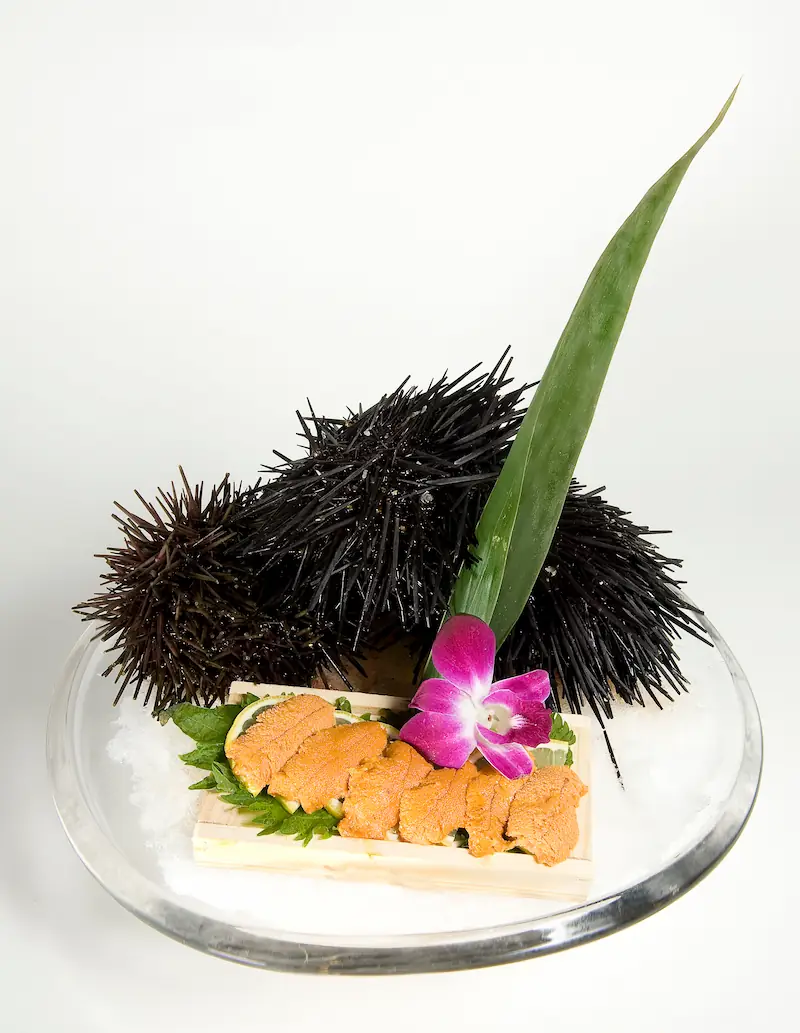 Fresh uni sashimi on crushed ice with whole sea urchin at Asian Bistro Mansfield CT