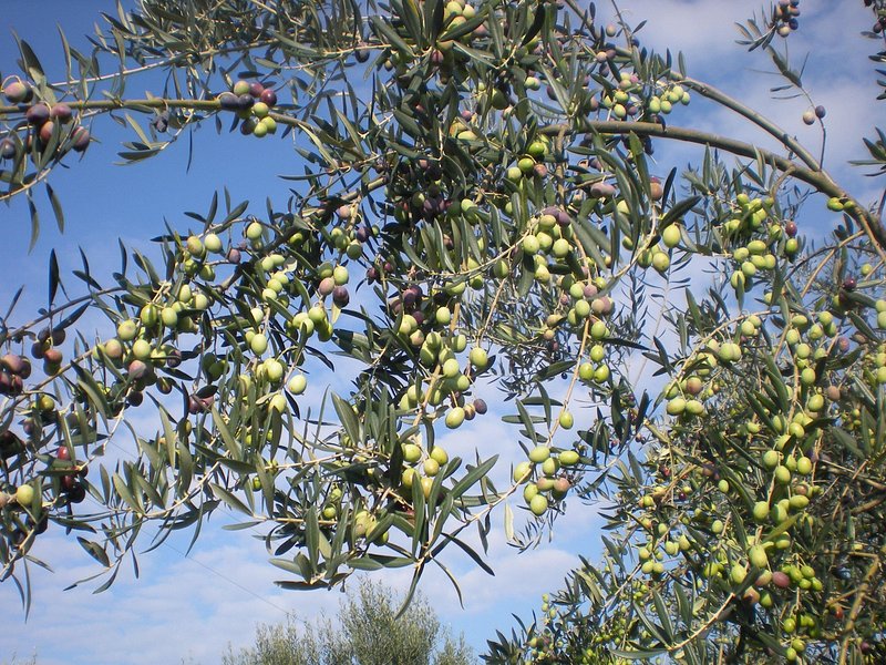 Sorrento organic farm olive oil and limoncello wine tasting experience — photo 1