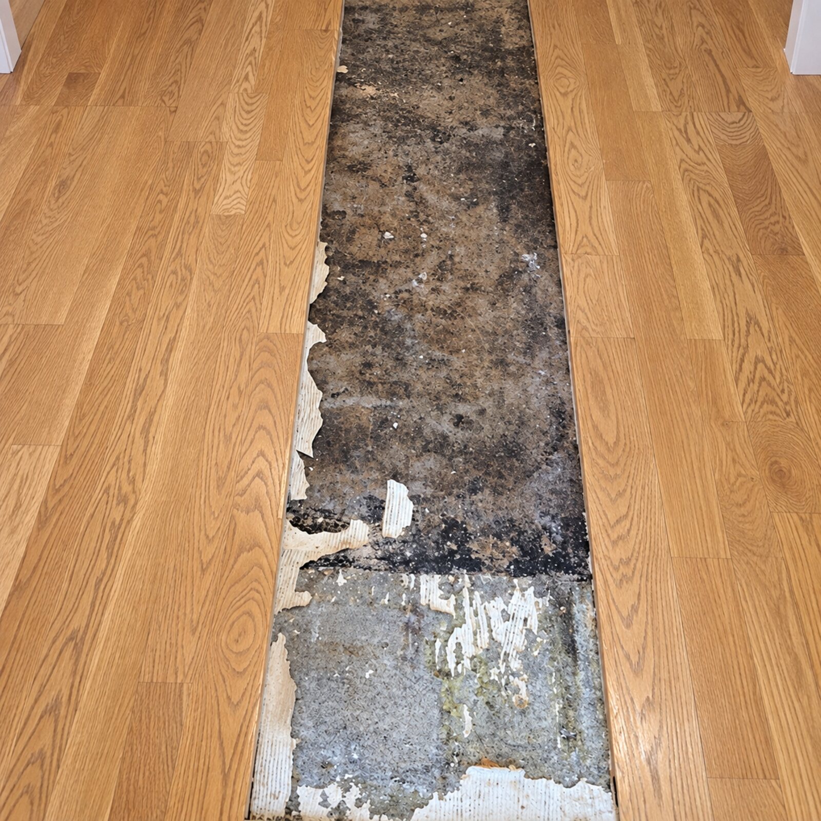 Floorboards lifted to expose the subfloor during a hardwood repair