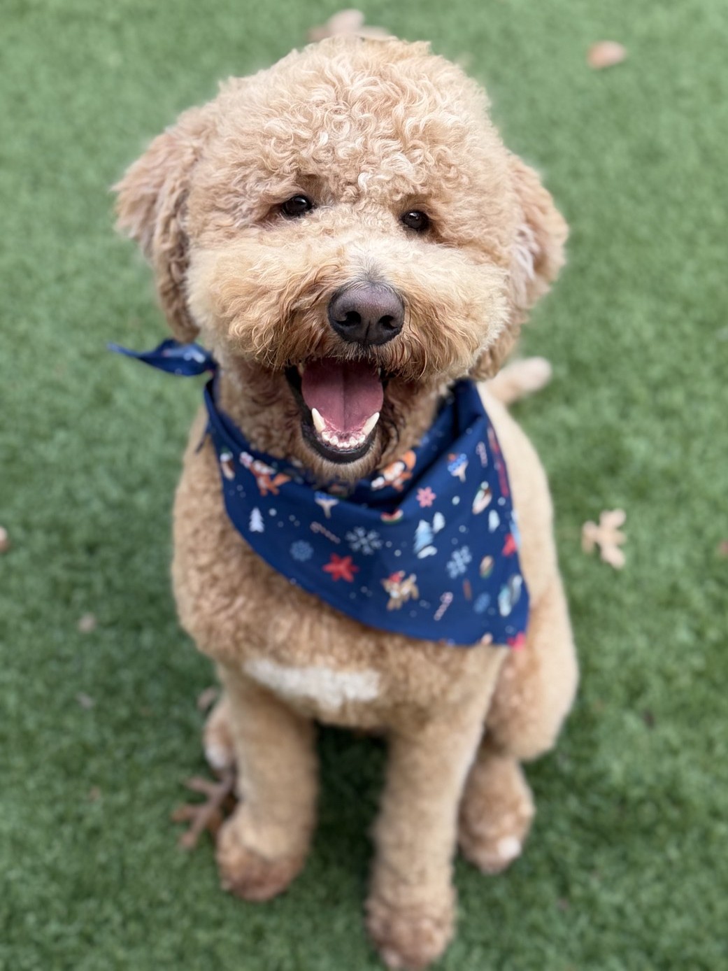 Hudson, the goldendoodle the business is named after.