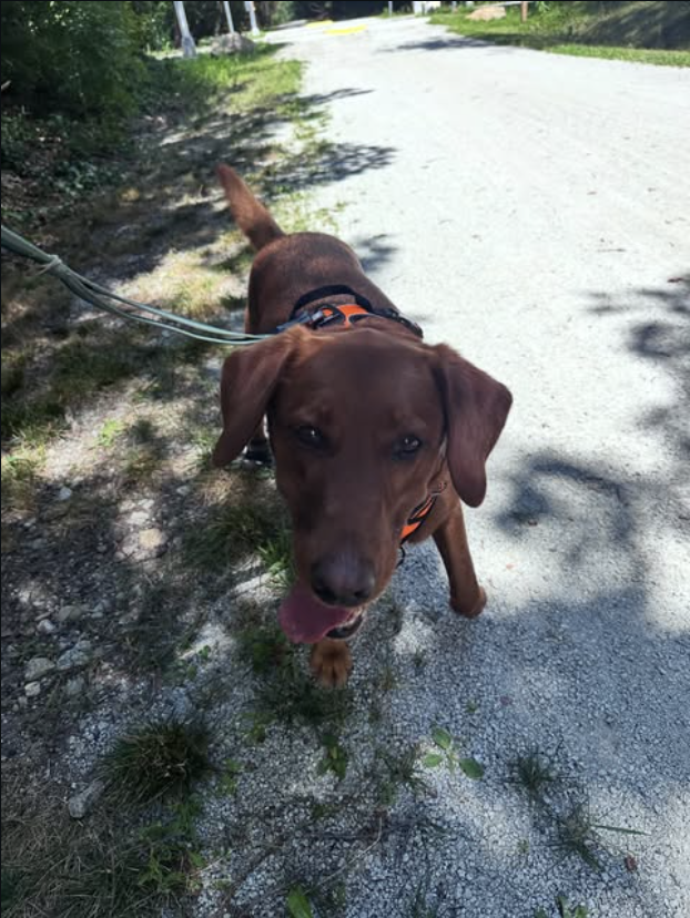 Happy dog enjoying a trail walk with Allywags in Exeter, NH